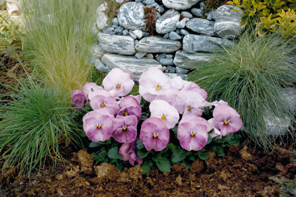 Viola
             
                        wittrockiana F₁
             
                        Inspire®
             
                        Lilac Shades