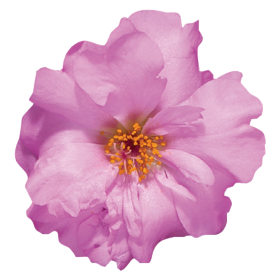 Stopwatch Rose