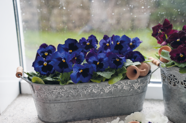 
                        Viola
             
                        wittrockiana F₁
             
                        Inspire® DeluXXe®
             
                        Denim
            