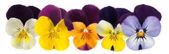 Viola
cornuta F₁
Admire®
Jump Up Mix