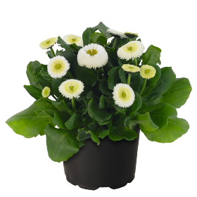   BellaDaisy White