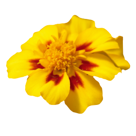 Tagetes patula Disco Marietta