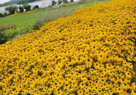 Rudbeckia fulgida Goldsturm