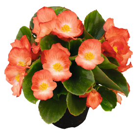Begonia semperflorens F₁ Sprint Plus Orange Bicolor | Benary