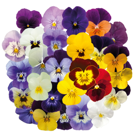 Viola cornuta F₁ Admire®