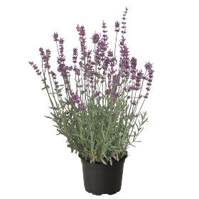   Munstead Variety