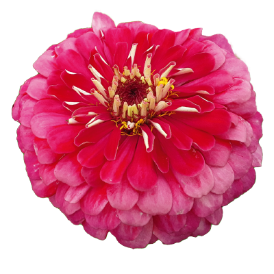 
                        Zinnia
             
                        elegans
             
                        Benarys Riesen
             
                        Carmine
            