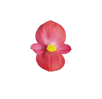 
                        Begonia
             
                        semperflorens F₁
             
                        Sprint Plus
             
                        Lipstick
            
