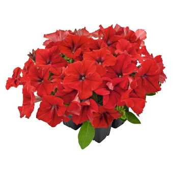 
                        Petunia
             
                        x hybrida grandiflora F₁
             
                        SUCCESS! HD
             
                        Red
            