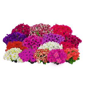 Petunia x hybrida F₁ SUCCESS!® 360° Deep Pink | Benary