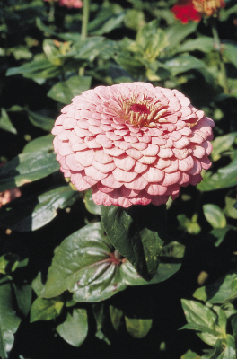 Zinnia
elegans
Benary's Giant
Bright Pink
