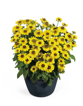 Rudbeckia
             
                        hirta
             
                        Toto®
             
                        Lemon