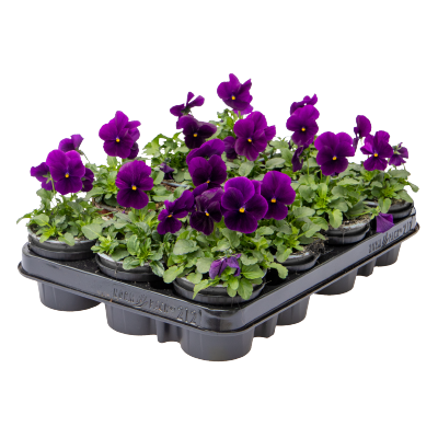 
                        Viola
             
                        cornuta F₁
             
                        Admire®
             
                        Purple
            