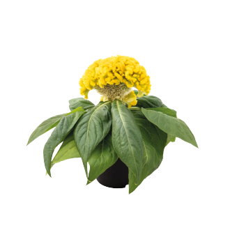 
                        Celosia
             
                        cristata
             
                        Brainiac
             
                        Lightning Yellow
            