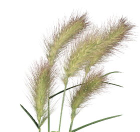 Pennisetum villosum Fluffy 