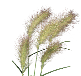 
                        Pennisetum
             
                        villosum
             
                        Fluffy
            