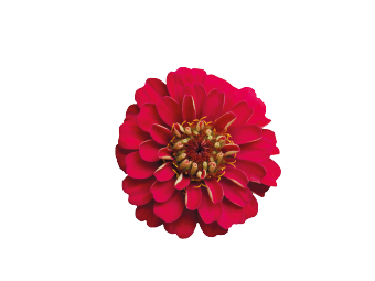 
                        Zinnia
             
                        elegans
             
                        Zinnita
             
                        Rose
            