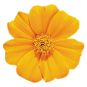 Tagetes patula Disco Orange
