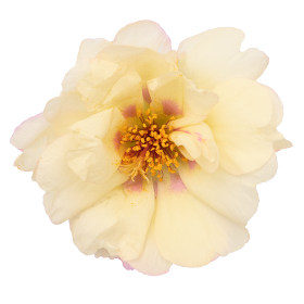   Sundial Cream