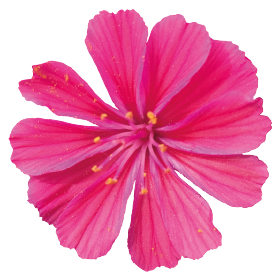 Lewisia cotyledon Elise Ruby Red