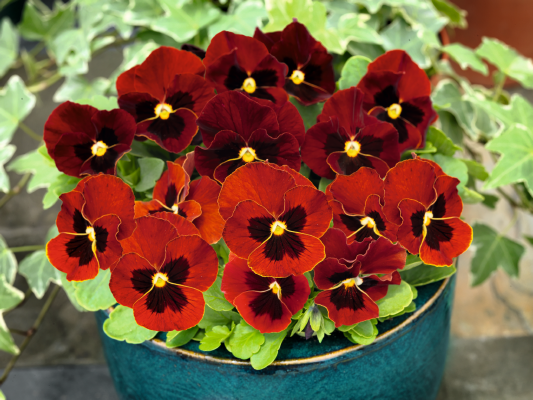 Viola
             
                        cornuta F₁
             
                        Admire®
             
                        Red Blotch