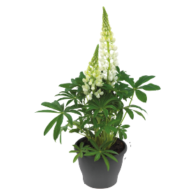   Lupini White