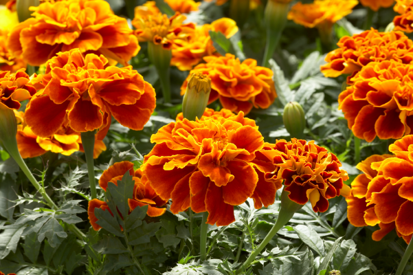 
                        Tagetes
             
                        patula
             
                        Safari
             
                        Scarlet
            