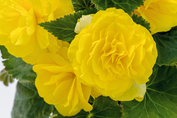 Begonia
tuberhybrida F₁
Nonstop®
Yellow