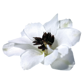   Benary's Pacific Percival