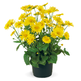 Doronicum orientale Little Leo 