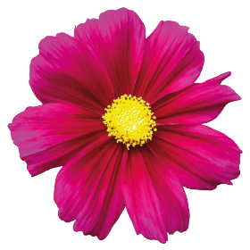   Casanova Violet