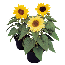 Helianthus annuus Pacino® 