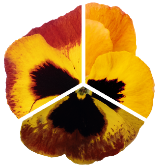 Viola
             
                        wittrockiana F₁
             
                        Inspire® Plus
             
                        Fire Surprise