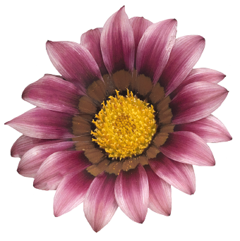 
                        Gazania
             
                        rigens F₁
             
                        Zany™
             
                        Pink
            