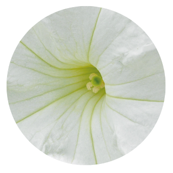 Petunia
x hybrida grandiflora F₁
SUCCESS! 360°
White
