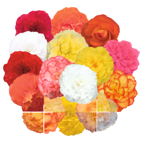 Begonia tuberhybrida F₁ Nonstop®