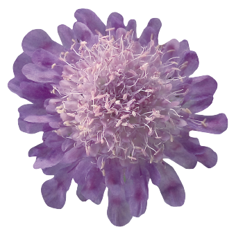 
                        Scabiosa
             
                        japonica var. Alpina
             
                        Ritz
             
                        Blue
            