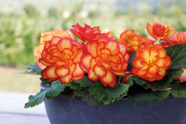 
                        Begonia
             
                        tuberhybrida F₁
             
                        Nonstop®
             
                        Fire
            