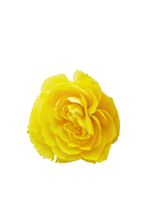 
                        Begonia
             
                        tuberhybrida F₁
             
                        Nonstop® Joy
             
                        Yellow
            