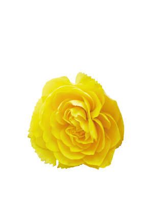 Begonia
tuberhybrida F₁
Nonstop® Joy
Yellow
