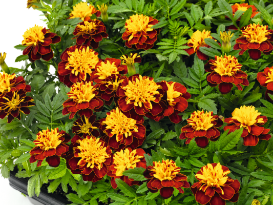 
                        Tagetes
             
                        patula
             
                        Super Hero™
             
                        Spry
            