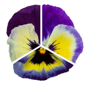 Viola wittrockiana F₁ Inspire® Plus Lemon Blotch | Benary