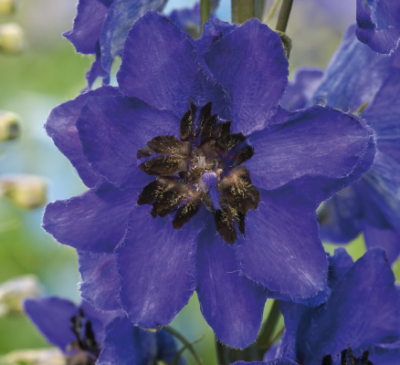 
                        Delphinium
             
                        elatum
             
                        Magic Fountains
             
                        Dark Blue Dark Bee
            