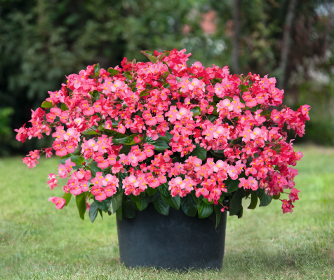 
                        Begonia
             
                        x benariensis F₁
             
                        BIG® DeluXXe®
             
                        Rose Green Leaf
            