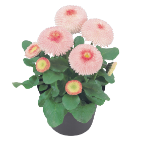 Tasso® Strawberries & Cream