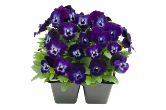 Viola
cornuta F₁
Admire®
Denim
