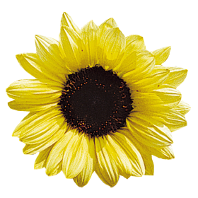 Helianthus annuus Valentine 