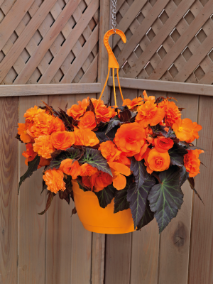 Begonia
tuberhybrida F₁
Nonstop® Mocca
Bright Orange