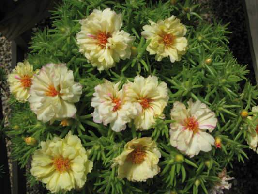 
                        Portulaca
             
                        grandiflora F₁
             
                        Stopwatch
             
                        Cream
            