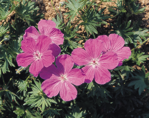 
                        Geranium
             
                        sanguineum
             
                        Vision®
             
                        Violet
            